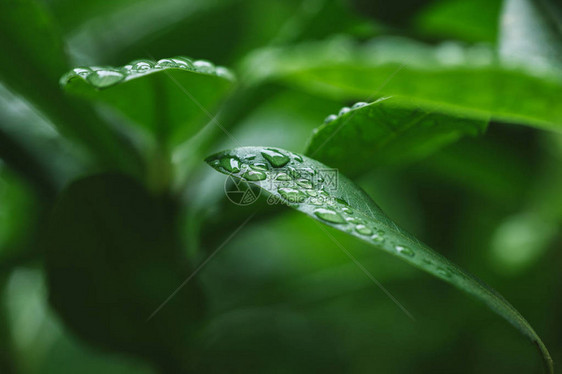 水滴在绿叶上的选择聚焦图片