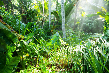 斯里兰卡的绿色丛林图片
