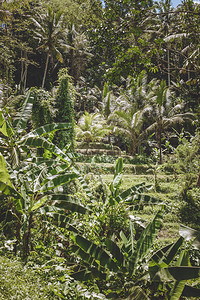 对种植园各种树木和有绿叶树种的植物的风景图片