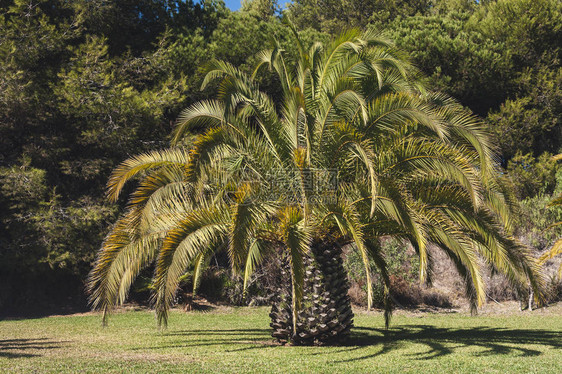 绿色草坪上的巨大枣椰树图片