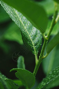 雨后有叶子和水滴的绿色植物图片