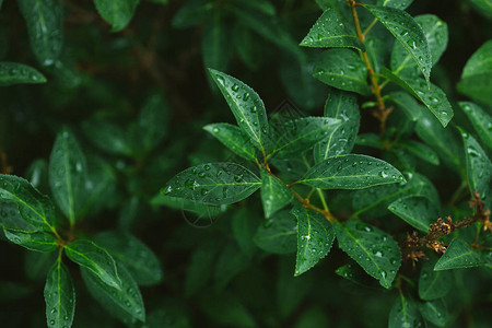 雨后有水滴的绿叶图片