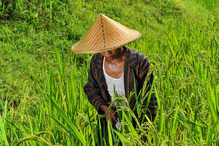 在稻田工作并收获大米的图片