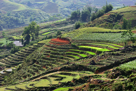 越南北部山谷的绿稻图片