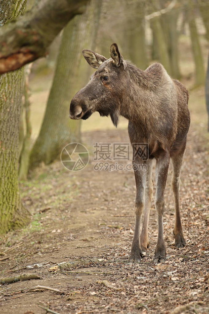 欧亚麋鹿在秋天的森林里全长图片