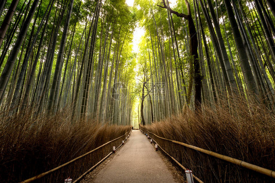 日本京都秋天Arashi图片