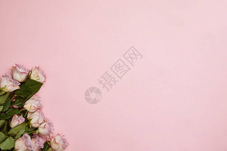 美丽的粉红色玫瑰的顶部视图背景图片