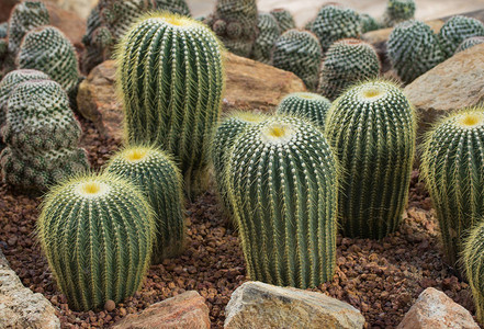 花园里的仙人掌植物装饰图片