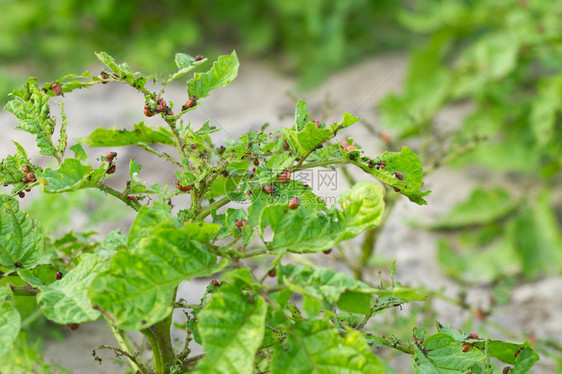 吃它的土豆叶上的科罗拉多甲虫图片