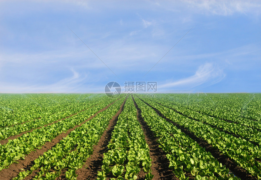 在阳光明亮的日光天晴朗的天气下图片