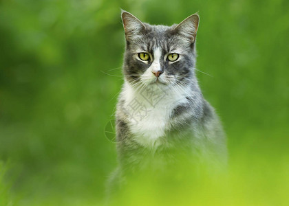 老虎和猫反对绿色背景的猫英国背景