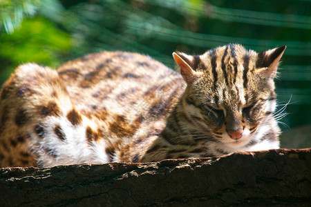 野猫躺在动图片