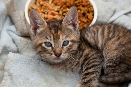 一只美丽的小条纹小猫躺在它的食物碗旁边放在脏毛巾上图片