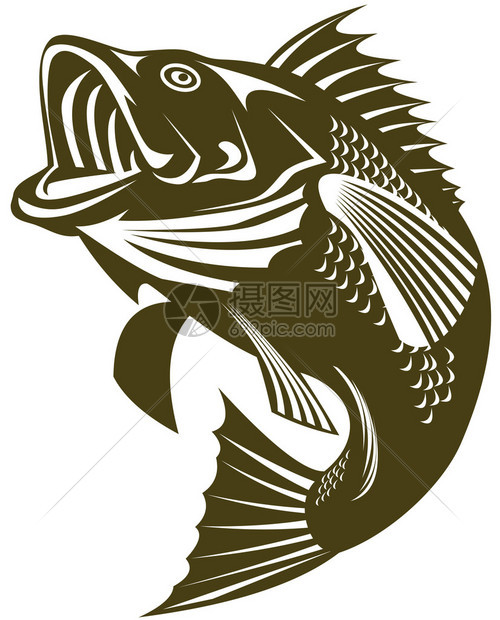 大嘴鲈鱼跳跃的插图图片