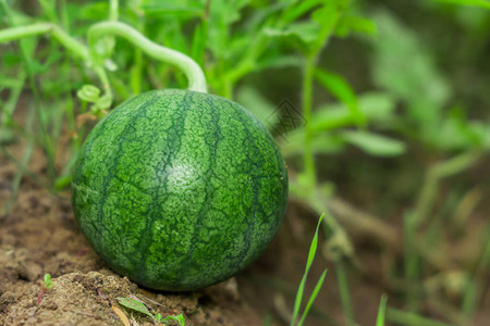 花园里的小西瓜季节开始准备收获图片