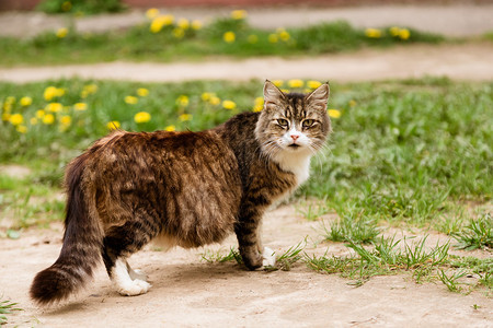 美丽的怀孕的猫在田野中行走在图片