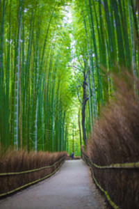 竹林之路青山京都日本图片