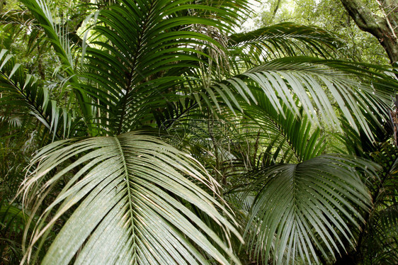 蕨类植物特写图片