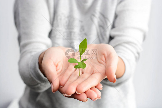 发芽的植物在女人手中长大图片