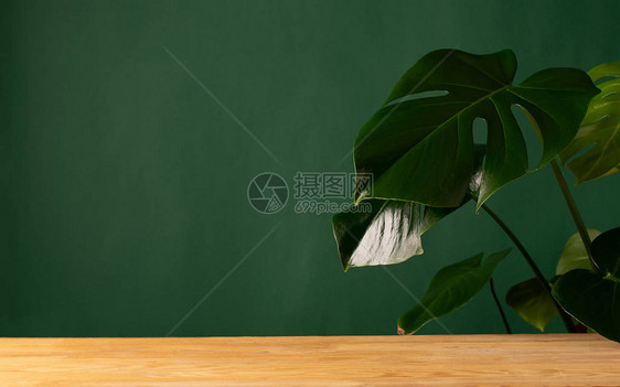 热带花卉龟背竹植物与大叶子在绿色墙壁背景的木桌上的陶瓷锅中自然和清洁空气的概念复制空图片