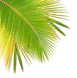 椰子叶孤立的白色背景背景图片
