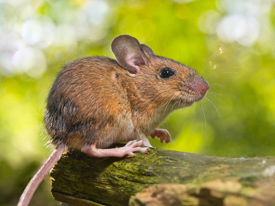 森林底层自然生境中的野地鼠Apodemussylva图片