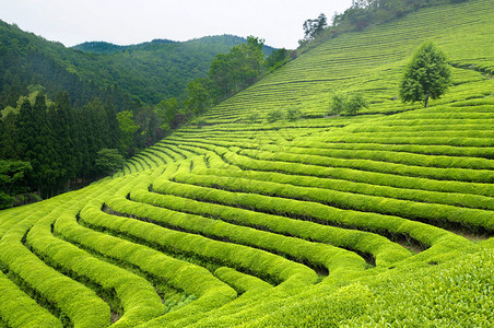 韩国的绿茶种植园图片