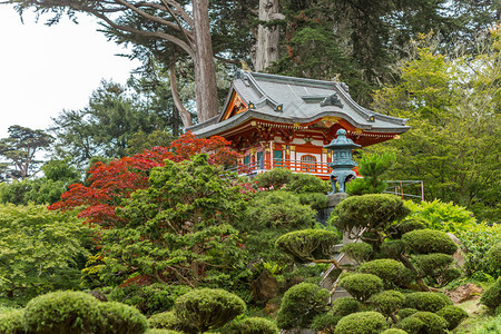 与传统日本寺庙的日本茶园图片