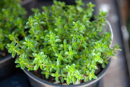 绿叶盆栽百里香植物近景图片