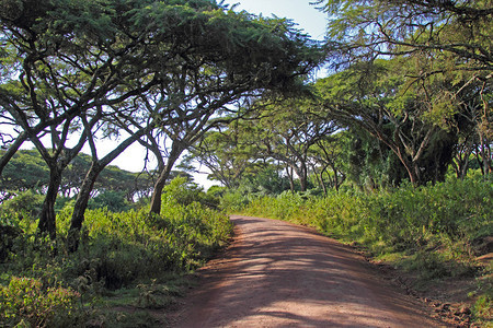 坦桑尼亚Ngorongoro养护区森林边图片