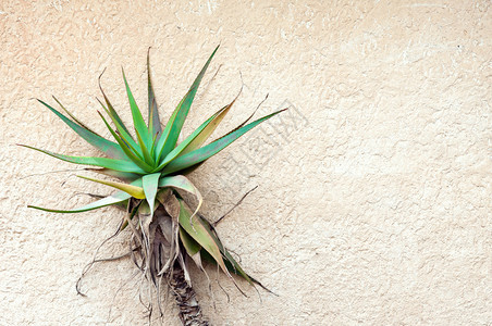 在水泥墙上种植热带植物右侧有相当空图片
