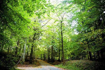 绿色秋天的森林和小巷图片
