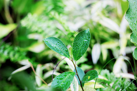 叶植物在森林的雨季图片