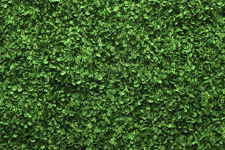 绿叶盒树篱背景图片