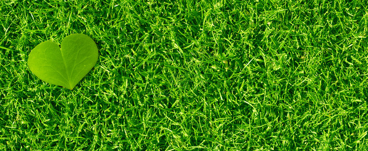 绿草上的心形三叶草花瓣水平横幅背景图片