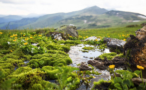 山泉水流淌着绿苔草植被和黄色花朵高山背景图片