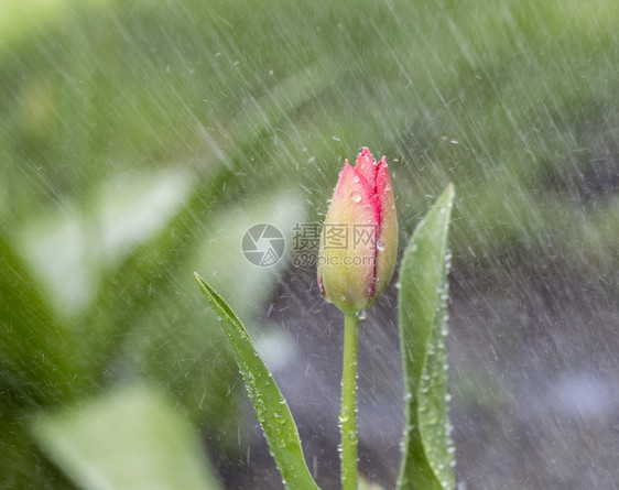 四月绿色背景雨中单朵郁金香花图片