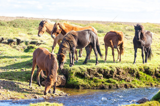 冰岛农村地貌的绿草田中的马图片