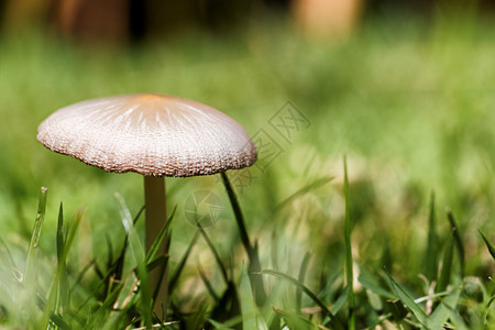 生长在花园里的蘑菇图片