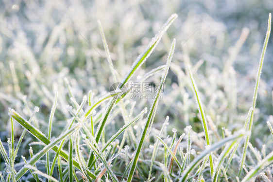 霜特写镜头中的新鲜草图片