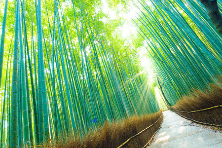 在日本京都的青竹林中图片