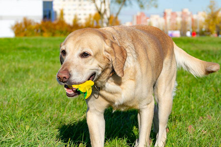 夏季宠物健康拉布多犬狗和它的主人一起玩图片