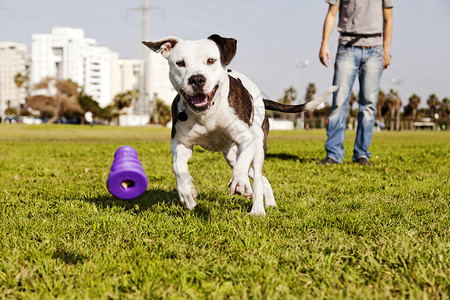 一只皮布尔狗追逐着它被咬的玩具跑来去图片