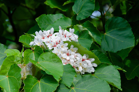 美丽的白花朵在春图片