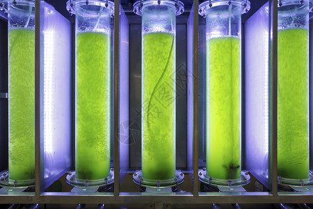 实验室藻类燃料生物燃料行业中的光生物反应器图片