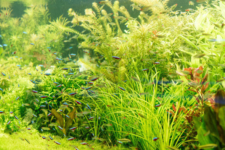 小鱼在水族馆的绿色海藻中游泳图片