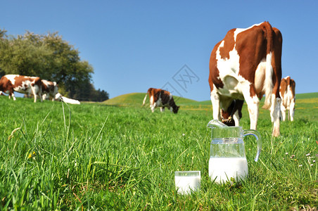 一罐牛奶对抗牛群瑞士埃蒙塔尔地区图片