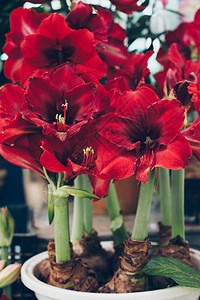 鲜花市场上盛开的朱顶红图片