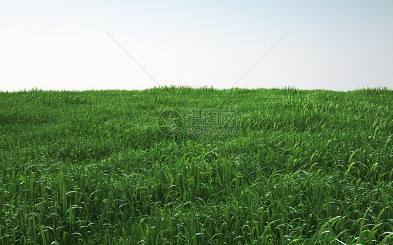 软草场带特写的透视图3d插图图片