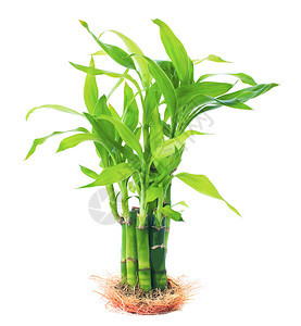 生长绿色美丽的丝带龙血树幸运竹比利时常绿植物带根分离白色背景的丝带植物在花图片